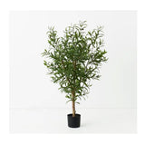 Olive Tree