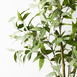 Eucalyptus Tall Tree
