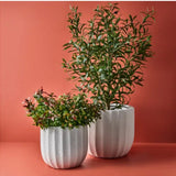 Olive Tree