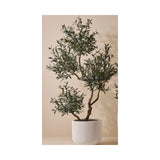 Olive Tree x 5