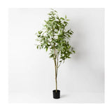 Olive Tall Tree