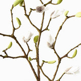 Magnolia Bud Spray Stem - White