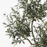 Olive Tree x 5