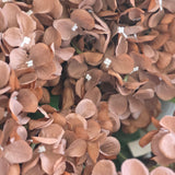 5 Head Brown Hydrangea