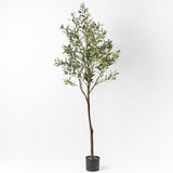 Tall olive Tree