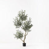 Olive Tree x 5