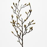 Magnolia Bud Spray Natural