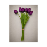 Lux Tulips - plum