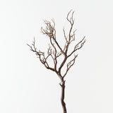 Brown Twig Branch