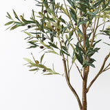 Tall olive Tree