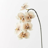 Lydia Almond Orchid