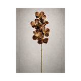 Orchid - Coffee