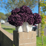 Hydrangea - Eggplant