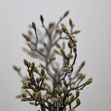 Magnolia Bud Spray Natural