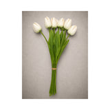 Lux Tulips - Champagne
