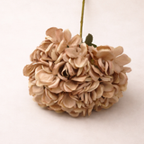 Latte Hydrangea