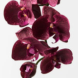 Lima Burgandy Orchid