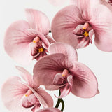 Lima Blush Orchid