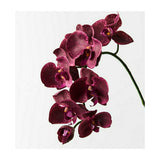 Lima Burgandy Orchid