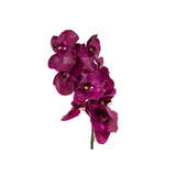 ORCHID PHALAENOPSIS SPRAY - FUSCHIA