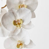 Lydia Snow Orchid